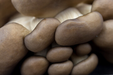 raw fresh oyster mushrooms closeup. vegitarian food Ingredient