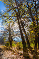 Multicolor autumn trees in the Vanadzor	
