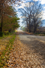 Multicolor autumn trees in the Vanadzor	

