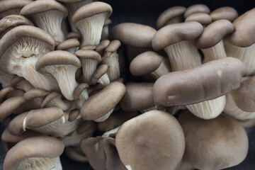 raw fresh oyster mushrooms closeup. vegitarian food Ingredient