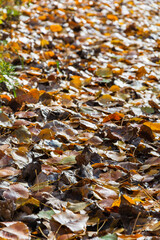 Multicolor autumn leaves on the ground
