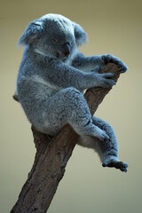 Koala sleeping © Senol
