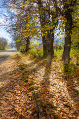 Obraz premium Multicolor autumn trees in the Vanadzor 