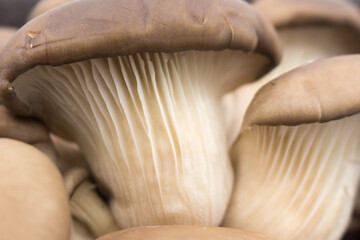 Fototapeta na wymiar raw fresh oyster mushrooms closeup. vegitarian food Ingredient