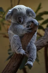 Deurstickers koala in a tree © Senol