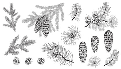 Set of evergreen branches, pine tree, fir, spruce coniferous plants. Illustration of christmas floral decorations isolated on white background. Retro drawing style - obrazy, fototapety, plakaty