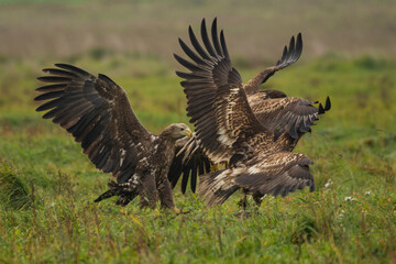 White-tailed eagle in natural environment	