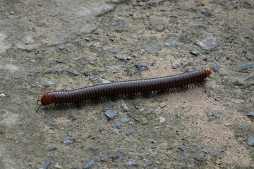 millipede