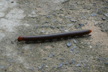 millipede