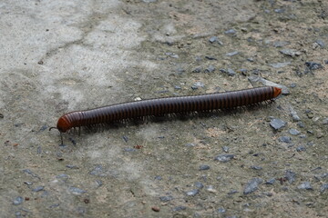 millipede