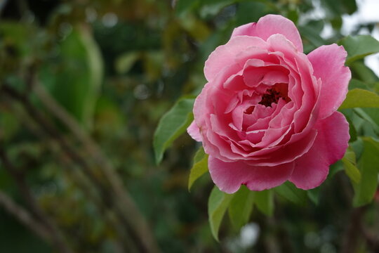 Ranuculus