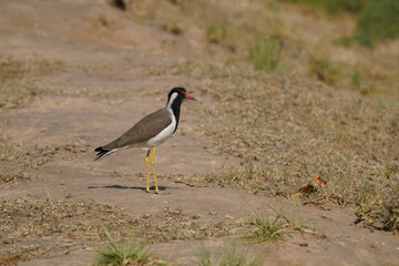 Red-wattled Lapwing posing
