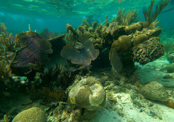 Naklejka na ściany i meble Sunken ship under the sea. Beautifiul underwater colorful coral reef at Caribbean Sea at Honeymoon Beach on St. Thomas, USVI - travel concept