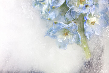 Frozen beautiful Delphinium cultorum flowers. Frozen fresh flowers with air bubbles in the ice cube. Blossoms in the ice cube.