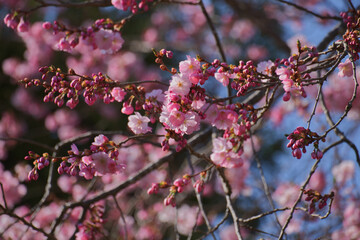 Double Flowers of Prunus Triloba or flowering almond
