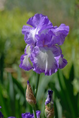 Purple Iris in the botanical garden on a spring day