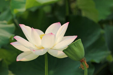 White Lotus close up - Royal Botanic Gardens, Sydney, Australia
