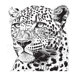 Portrait of a leopard sketch hand drawn engraved style Vector illustration. - obrazy, fototapety, plakaty