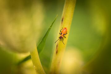 Fototapeta premium False Milkweed Bug