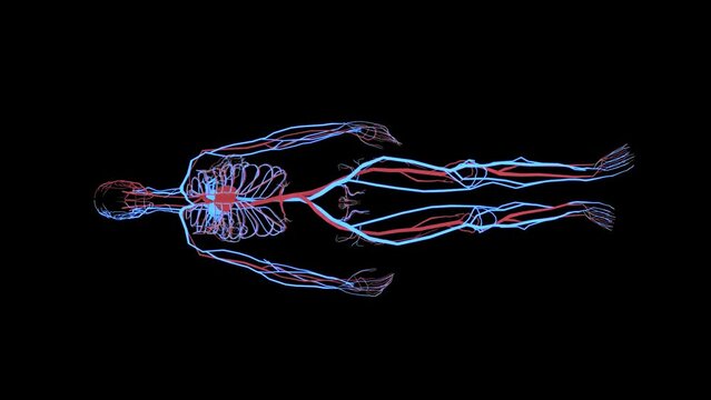 Female body scanning blood vessel, lymphatic, circulatory system in digital display dashboard. Blue X-ray view. Female cardio system.  More elements in our portfolio.