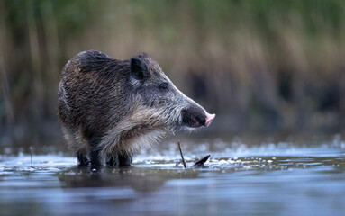 Wild boar close up ( Sus scrofa )