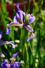 iris de Hollande