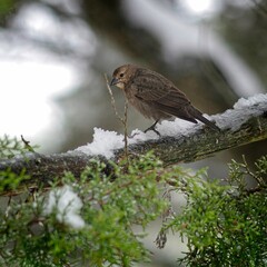 small birds perched on icy branches