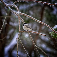small birds perched on icy branches