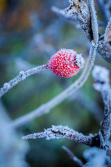The first frost envelops nature.