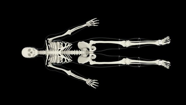 3d animation of a human female skeleton rotating at Full Height, with transparent body in blue and black background, 4K. Alpha included.  More elements in our portfolio.