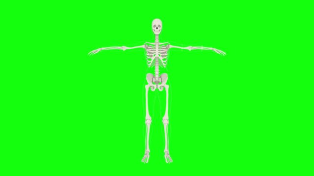 3d animation of a human female skeleton rotating at Full Height, with transparent body in green screen background, 4K. Alpha included.  More elements in our portfolio.