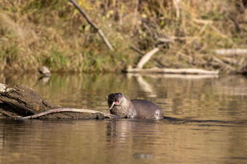 Otter hunting in the Vistula river in Poland