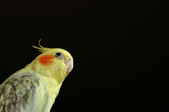 Corella is a bird of the cockatoo family