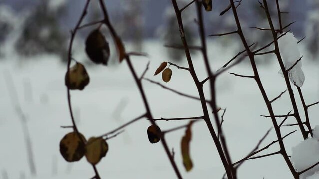 snow covered branches of a tree