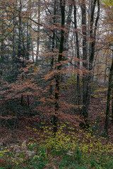 Obraz premium Alençon, France - 11 26 2022: Panoramic view of the Ecouves forest
