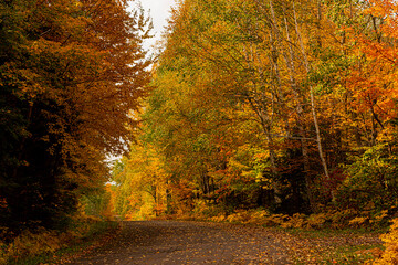 Northwoods Fall Color