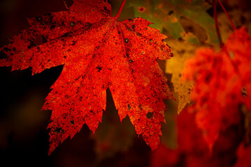 Northwoods Fall Color