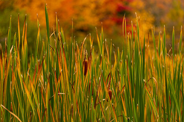 Northwoods Fall Color
