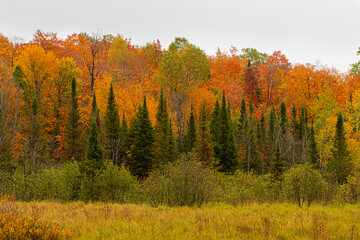 Northwoods Fall Color