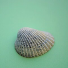 Grey sea shell on a pale green table.
