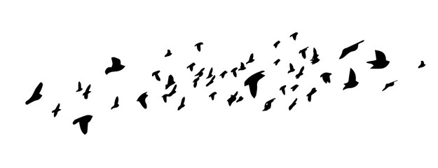 Flying birds silhouettes on white background. Vector illustration. isolated bird flying. tattoo design.