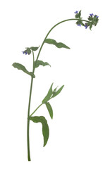 Fototapeta na wymiar Common bugloss, Anchusa officinalis isolated on white background