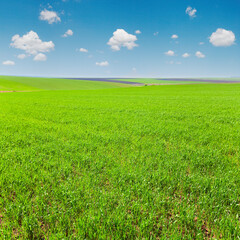 Beautiful sunny spring field (country landscape).