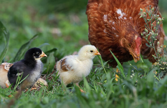 Family of hen and chickens roaming free in an organic farm. Adult hen taking care of newborn chicks in a field of grass. Chickens on a pasture in a rural village. Free range chickens.
