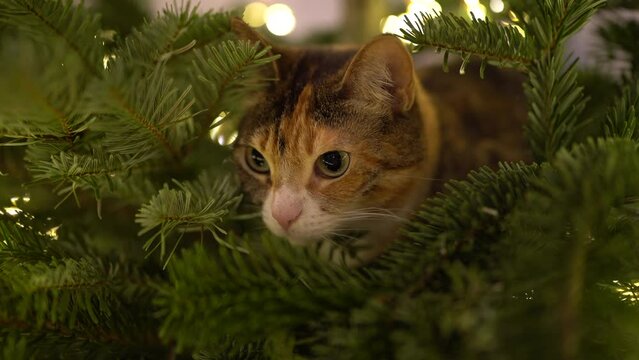 Cute cat sits inside the Christmas tree surrounded by LED garland, stuck or climbing on a new year tree. Xmas at home, pet concept