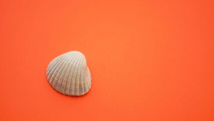Grey seashell on a vivid orange table, copy space