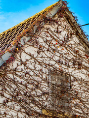 Wilder Wein rankt an Altbau Fassade empor