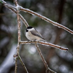 small birds perched on icy branches