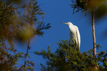 Photograph of Little Egret (Egretta garzetta) perching and resting in a pine tree