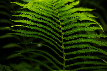 Fern branch in the forest. Selective focus, shallow depth of field. Vegetable green background.